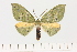  ( - BC_ZSM_Lep_121335)  @11 [ ] by-nc-sa (2025) SNSB, Staatliche Naturwissenschaftliche Sammlungen Bayerns ZSM (SNSB, Zoologische Staatssammlung Muenchen)