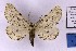  (Eulycia accentuata - BC_ZSM_Lep_121367)  @11 [ ] by-nc-sa (2025) SNSB, Staatliche Naturwissenschaftliche Sammlungen Bayerns ZSM (SNSB, Zoologische Staatssammlung Muenchen)