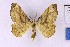  ( - BC_ZSM_Lep_121371)  @11 [ ] by-nc-sa (2025) SNSB, Staatliche Naturwissenschaftliche Sammlungen Bayerns ZSM (SNSB, Zoologische Staatssammlung Muenchen)