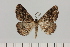  ( - BC_ZSM_Lep_121384)  @11 [ ] by-nc-sa (2025) SNSB, Staatliche Naturwissenschaftliche Sammlungen Bayerns ZSM (SNSB, Zoologische Staatssammlung Muenchen)