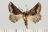  (Drepanogynis ectoglauca - BC_ZSM_Lep_121385)  @11 [ ] by-nc-sa (2025) SNSB, Staatliche Naturwissenschaftliche Sammlungen Bayerns ZSM (SNSB, Zoologische Staatssammlung Muenchen)