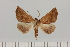  (Drepanogynis cnephaeogramma - BC_ZSM_Lep_121386)  @11 [ ] by-nc-sa (2025) SNSB, Staatliche Naturwissenschaftliche Sammlungen Bayerns ZSM (SNSB, Zoologische Staatssammlung Muenchen)