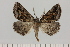  (Drepanogynis intricata - BC_ZSM_Lep_121396)  @11 [ ] by-nc-sa (2025) SNSB, Staatliche Naturwissenschaftliche Sammlungen Bayerns ZSM (SNSB, Zoologische Staatssammlung Muenchen)