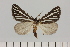  ( - BC_ZSM_Lep_121406)  @11 [ ] by-nc-sa (2025) SNSB, Staatliche Naturwissenschaftliche Sammlungen Bayerns ZSM (SNSB, Zoologische Staatssammlung Muenchen)