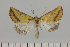  ( - BC_ZSM_Lep_121409)  @11 [ ] by-nc-sa (2025) SNSB, Staatliche Naturwissenschaftliche Sammlungen Bayerns ZSM (SNSB, Zoologische Staatssammlung Muenchen)