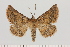  ( - BC_ZSM_Lep_121413)  @11 [ ] by-nc-sa (2025) SNSB, Staatliche Naturwissenschaftliche Sammlungen Bayerns ZSM (SNSB, Zoologische Staatssammlung Muenchen)