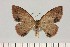  ( - BC_ZSM_Lep_121416)  @11 [ ] by-nc-sa (2025) SNSB, Staatliche Naturwissenschaftliche Sammlungen Bayerns ZSM (SNSB, Zoologische Staatssammlung Muenchen)