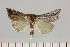  ( - BC_ZSM_Lep_121419)  @11 [ ] by-nc-sa (2025) SNSB, Staatliche Naturwissenschaftliche Sammlungen Bayerns ZSM (SNSB, Zoologische Staatssammlung Muenchen)