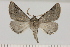  (Drepanogynis robertsoni - BC_ZSM_Lep_121443)  @11 [ ] by-nc-sa (2025) SNSB, Staatliche Naturwissenschaftliche Sammlungen Bayerns ZSM (SNSB, Zoologische Staatssammlung Muenchen)