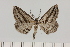  ( - BC_ZSM_Lep_121444)  @11 [ ] by-nc-sa (2025) SNSB, Staatliche Naturwissenschaftliche Sammlungen Bayerns ZSM (SNSB, Zoologische Staatssammlung Muenchen)