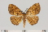  ( - BC_ZSM_Lep_121458)  @11 [ ] by-nc-sa (2025) SNSB, Staatliche Naturwissenschaftliche Sammlungen Bayerns ZSM (SNSB, Zoologische Staatssammlung Muenchen)