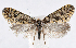  ( - BC_ZSM_Lep_121562)  @11 [ ] by-nc-sa (2025) SNSB, Staatliche Naturwissenschaftliche Sammlungen Bayerns ZSM (SNSB, Zoologische Staatssammlung Muenchen)
