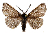  ( - BC_ZSM_Lep_121564)  @11 [ ] by-nc-sa (2025) SNSB, Staatliche Naturwissenschaftliche Sammlungen Bayerns ZSM (SNSB, Zoologische Staatssammlung Muenchen)