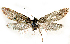  ( - BC_ZSM_Lep_121566)  @11 [ ] by-nc-sa (2025) SNSB, Staatliche Naturwissenschaftliche Sammlungen Bayerns ZSM (SNSB, Zoologische Staatssammlung Muenchen)