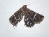  ( - BC_ZSM_Lep_121575)  @11 [ ] by-nc-sa (2025) SNSB, Staatliche Naturwissenschaftliche Sammlungen Bayerns ZSM (SNSB, Zoologische Staatssammlung Muenchen)