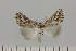  ( - BC_ZSM_Lep_121624)  @11 [ ] by-nc-sa (2025) SNSB, Staatliche Naturwissenschaftliche Sammlungen Bayerns ZSM (SNSB, Zoologische Staatssammlung Muenchen)