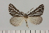  ( - BC_ZSM_Lep_121638)  @11 [ ] by-nc-sa (2025) SNSB, Staatliche Naturwissenschaftliche Sammlungen Bayerns ZSM (SNSB, Zoologische Staatssammlung Muenchen)