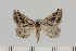  ( - BC_ZSM_Lep_121640)  @11 [ ] by-nc-sa (2025) SNSB, Staatliche Naturwissenschaftliche Sammlungen Bayerns ZSM (SNSB, Zoologische Staatssammlung Muenchen)
