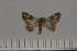  ( - BC_ZSM_Lep_121644)  @11 [ ] by-nc-sa (2025) SNSB, Staatliche Naturwissenschaftliche Sammlungen Bayerns ZSM (SNSB, Zoologische Staatssammlung Muenchen)