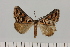  ( - BC_ZSM_Lep_121650)  @11 [ ] by-nc-sa (2025) SNSB, Staatliche Naturwissenschaftliche Sammlungen Bayerns ZSM (SNSB, Zoologische Staatssammlung Muenchen)