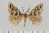  ( - BC_ZSM_Lep_121652)  @11 [ ] by-nc-sa (2025) SNSB, Staatliche Naturwissenschaftliche Sammlungen Bayerns ZSM (SNSB, Zoologische Staatssammlung Muenchen)