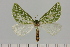  ( - BC_ZSM_Lep_121659)  @11 [ ] by-nc-sa (2025) SNSB, Staatliche Naturwissenschaftliche Sammlungen Bayerns ZSM (SNSB, Zoologische Staatssammlung Muenchen)