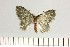  ( - BC_ZSM_Lep_121661)  @11 [ ] by-nc-sa (2025) SNSB, Staatliche Naturwissenschaftliche Sammlungen Bayerns ZSM (SNSB, Zoologische Staatssammlung Muenchen)