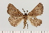  ( - BC_ZSM_Lep_121667)  @11 [ ] by-nc-sa (2025) SNSB, Staatliche Naturwissenschaftliche Sammlungen Bayerns ZSM (SNSB, Zoologische Staatssammlung Muenchen)