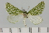  ( - BC_ZSM_Lep_121668)  @11 [ ] by-nc-sa (2025) SNSB, Staatliche Naturwissenschaftliche Sammlungen Bayerns ZSM (SNSB, Zoologische Staatssammlung Muenchen)