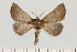  ( - BC_ZSM_Lep_121672)  @11 [ ] by-nc-sa (2025) SNSB, Staatliche Naturwissenschaftliche Sammlungen Bayerns ZSM (SNSB, Zoologische Staatssammlung Muenchen)