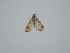  ( - BC_ZSM_Lep_121704)  @11 [ ] by-nc-sa (2025) SNSB, Staatliche Naturwissenschaftliche Sammlungen Bayerns ZSM (SNSB, Zoologische Staatssammlung Muenchen)