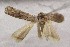  ( - BC_ZSM_Lep_121710)  @11 [ ] by-nc-sa (2025) SNSB, Staatliche Naturwissenschaftliche Sammlungen Bayerns ZSM (SNSB, Zoologische Staatssammlung Muenchen)