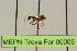  ( - MEPN Troya For 00005)  @11 [ ] Copyright (2012) Adrian Troya MEPN