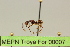  ( - MEPN Troya For 00007)  @11 [ ] Copyright (2012) Adrian Troya MEPN