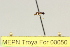  (Dolichoderus lugens - MEPN Troya For 00050)  @11 [ ] Copyright (2012) Adrian Troya MEPN