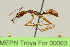  ( - MEPN Troya For 00063)  @14 [ ] Copyright (2012) Adrian Troya MEPN