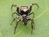  ( - GWZ-11)  @11 [ ] No Rights Reserved (2022) Unspecified Carnegie Museum of Natural History