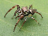  ( - GWZ-11)  @11 [ ] No Rights Reserved (2022) Unspecified Carnegie Museum of Natural History