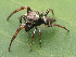 ( - GWZ-11)  @11 [ ] No Rights Reserved (2022) Unspecified Carnegie Museum of Natural History