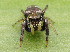  ( - GWZ-14)  @11 [ ] No Rights Reserved (2022) Unspecified Carnegie Museum of Natural History