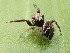  ( - GWZ-14)  @11 [ ] No Rights Reserved (2022) Unspecified Carnegie Museum of Natural History