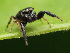  ( - GWZ-20)  @11 [ ] No Rights Reserved (2022) Unspecified Carnegie Museum of Natural History