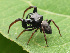  ( - GWZ-27)  @11 [ ] No Rights Reserved (2022) Unspecified Carnegie Museum of Natural History
