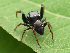  ( - GWZ-27)  @11 [ ] No Rights Reserved (2022) Unspecified Carnegie Museum of Natural History