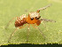  ( - GWZ-36)  @11 [ ] No Rights Reserved (2023) Unspecified Carnegie Museum of Natural History