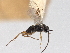  ( - CNC722451)  @11 [ ] CreativeCommons - Attribution (2021) CBG Photography Group Centre for Biodiversity Genomics