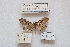  (Omiodes anastreptoides - HA_LEP114)  @11 [ ] CreativeCommons - Attribution Non-Commercial Share-Alike (2022) Unspecified USGS Pacific Island Ecosystems Research Center