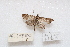  (Omiodes localis - HA_LEP80)  @11 [ ] CreativeCommons - Attribution Non-Commercial Share-Alike (2022) Unspecified USGS Pacific Island Ecosystems Research Center