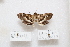  (Omiodes monogona - HA_LEP91)  @11 [ ] CreativeCommons - Attribution Non-Commercial Share-Alike (2022) Unspecified USGS Pacific Island Ecosystems Research Center