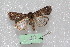  ( - MA_LEP40)  @11 [ ] CreativeCommons - Attribution Non-Commercial Share-Alike (2022) Unspecified USGS Pacific Island Ecosystems Research Center